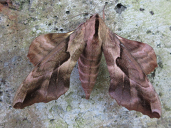 Phyllosphingia dissimilis