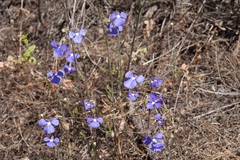 Lobelia tenuior