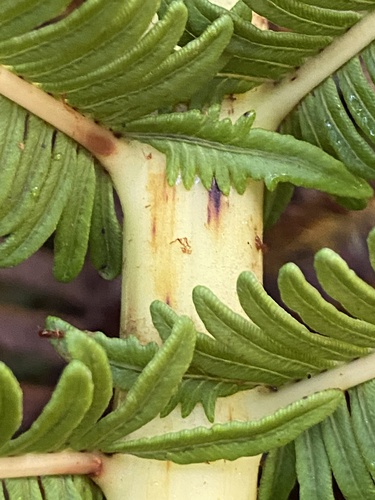 Sadleria souleyetiana