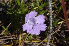 Hemiandra pungens