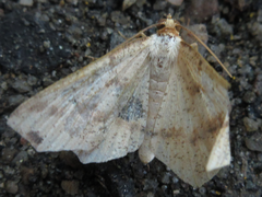 Pareclipsis gracilis