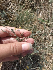Bupleurum marschallianum