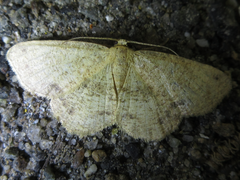 Microcalicha invenustaria