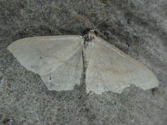 Pareclipsis gracilis