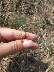 Bupleurum marschallianum
