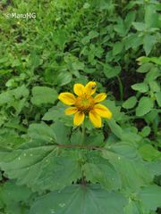 Heliopsis annua