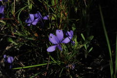 Viola decumbens decumbens