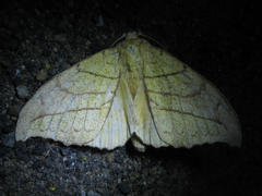 Gangarides coreanus
