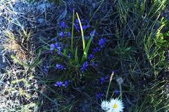 Viola decumbens decumbens