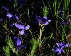 Viola decumbens decumbens