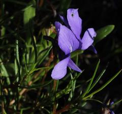 Viola decumbens decumbens