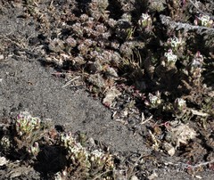 Chorizanthe howellii