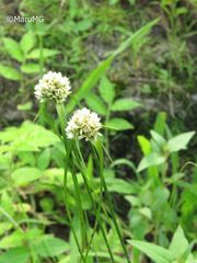 Cyperus manimae