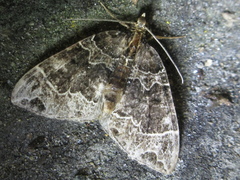 Ecliptopera umbrosaria