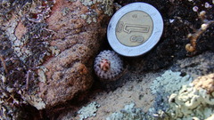 Mammillaria breviplumosa