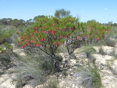 Melaleuca aglaia