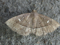 Cidariplura gladiata