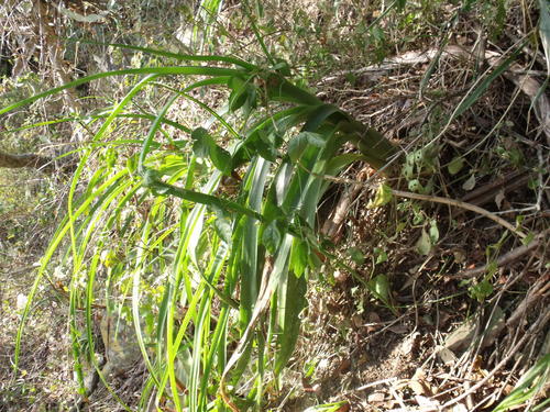 Albuca batteniana