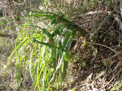 Albuca batteniana