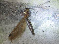 Ascalohybris subjacens