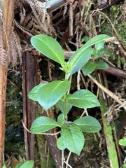Geniostoma hedyosmifolium