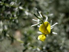 Aspalathus pedunculata