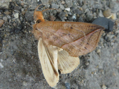 Calyptra