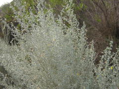 Aspalathus pedunculata