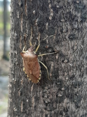 Pentatoma semiannulata