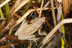 Litoria adelaidensis