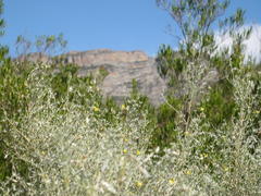 Aspalathus pedunculata