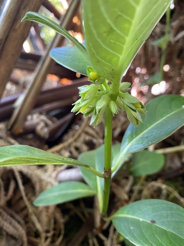 Geniostoma hedyosmifolium observed 2021-08-20