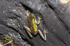 Litoria adelaidensis