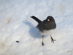 Junco hyemalis