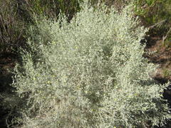 Aspalathus pedunculata