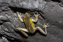 Litoria adelaidensis
