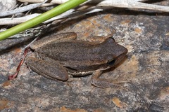 Litoria adelaidensis