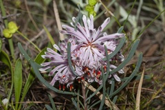 Petrophile linearis