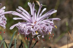 Petrophile linearis