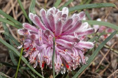 Petrophile linearis