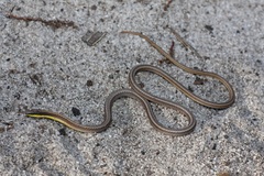 Pletholax gracilis
