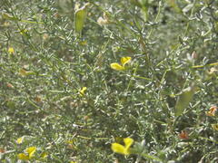 Aspalathus pedunculata