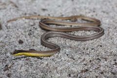 Pletholax gracilis
