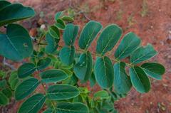 Xeroderris stuhlmannii