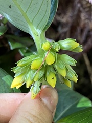 Geniostoma hedyosmifolium