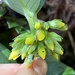Geniostoma hedyosmifolium - Photo (c) ka_y_ak, alguns direitos reservados (CC BY-NC), uploaded by ka_y_ak