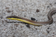 Pletholax gracilis