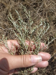 Artemisia taurica