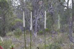 Xanthorrhoea brunonis