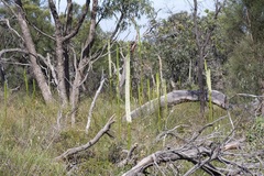 Xanthorrhoea brunonis